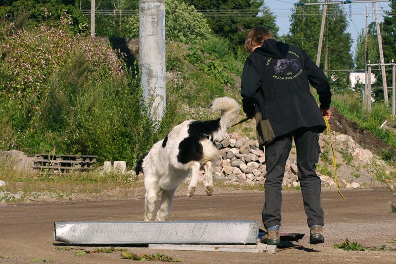 pekotesti 10.jpg